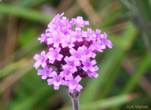 image of Verbena incompta, Purpletop Vervain, Tall Vervain