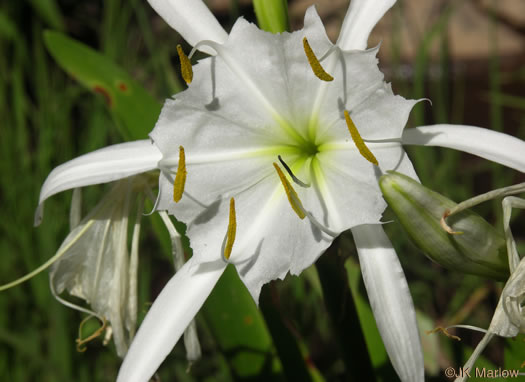 image of Hymenocallis coronaria, Rocky-shoals Spiderlily, Catawba Spiderlily, Carolina Spiderlily, Cahaba Lily