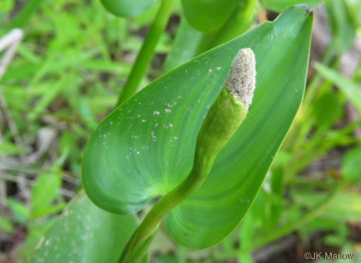 image of Pontederia cordata var. cordata, Heartleaf Pickerelweed, Wampee