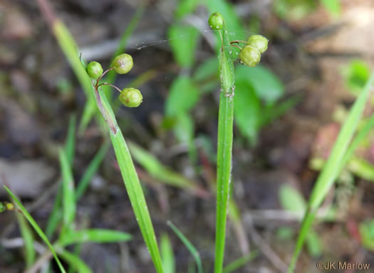 image of Sisyrinchium angustifolium, Narrowleaf Blue-eyed-grass, Stout Blue-eyed-grass