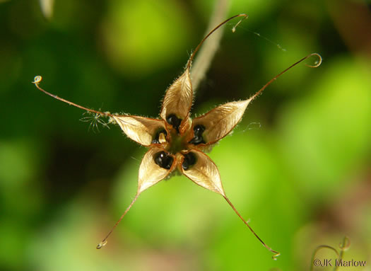 image of Aquilegia canadensis, Eastern Columbine, Canada Columbine