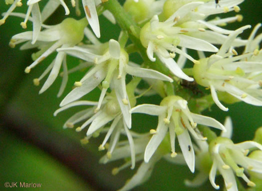 image of Itea virginica, Virginia Sweetspire, Virginia-willow