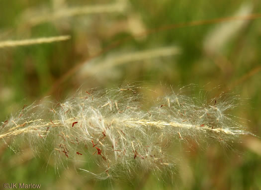 image of Imperata cylindrica, Cogongrass, Bloodroot Grass, Brazilian Satintail