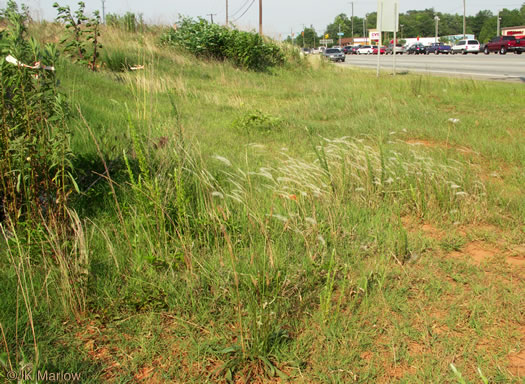 image of Imperata cylindrica, Cogongrass, Bloodroot Grass, Brazilian Satintail