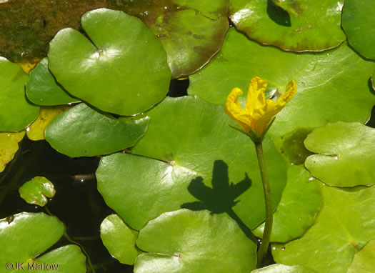 Nymphoides peltata, Yellow Floating Heart