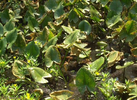 image of Nuphar advena, Spatterdock, Broadleaf Pondlily, Cow-lily, Yellow Pond Lily