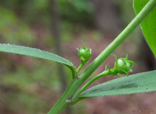 image of Silphium asteriscus var. asteriscus, Starry Rosinweed