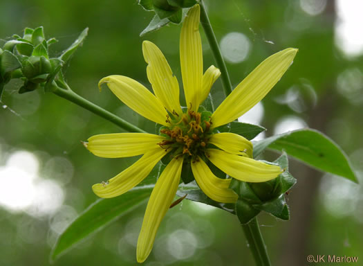 image of Silphium asteriscus var. asteriscus, Starry Rosinweed