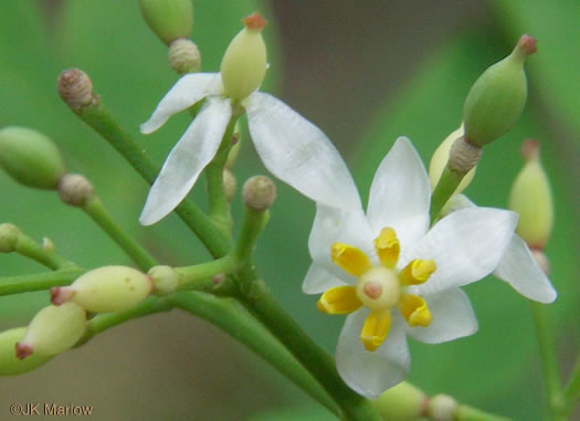 Nandina domestica