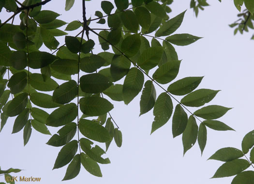 Juglans nigra, Black Walnut