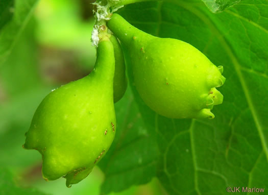 image of Pyrularia pubera, Buffalo-nut, Oil-nut