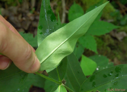 image of Phlox carolina, Carolina Phlox, Thick-leaf Phlox, Giant Phlox