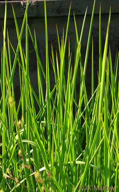 image of Imperata cylindrica, Cogongrass, Bloodroot Grass, Brazilian Satintail