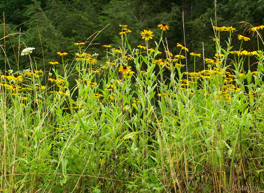 image of Rudbeckia hirta var. hirta, Woodland Black-eyed Susan