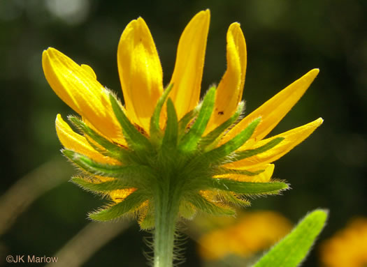 Rudbeckia hirta var. hirta, Woodland Black-eyed Susan