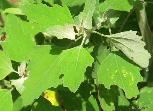 image of Chenopodium album var. album, Lambsquarters, Pigweed