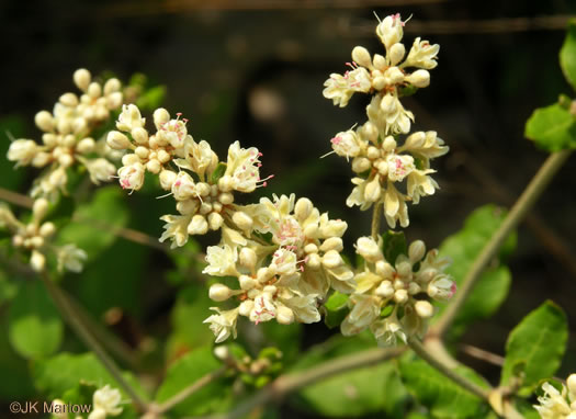 image of Eriogonum tomentosum, Sandhill Wild-buckwheat, Southern Wild-buckwheat, Dog-tongue Buckwheat