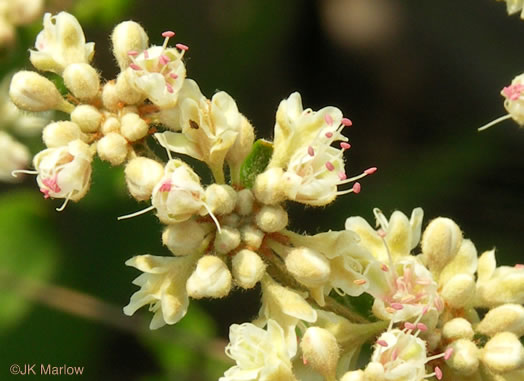 Sandhill Wild-buckwheat