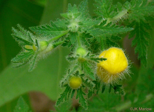 Aureolaria pectinata, Southern Oak-leach, Sticky False Foxglove, Combleaf Yellow False Foxglove