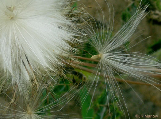 image of Cirsium repandum, Sandhill Thistle