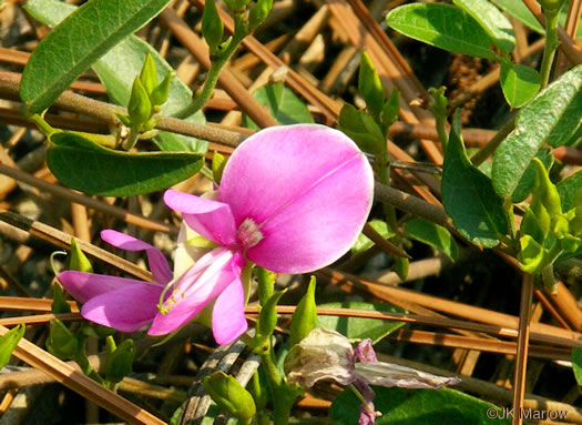 image of Galactia volubilis, Smooth Milkpea, Common Milkpea