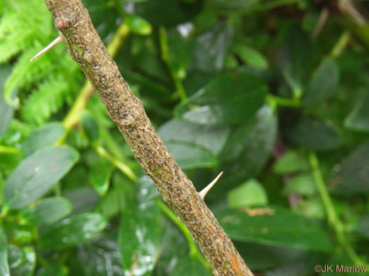 image of Rosa carolina ssp. carolina, Carolina Rose