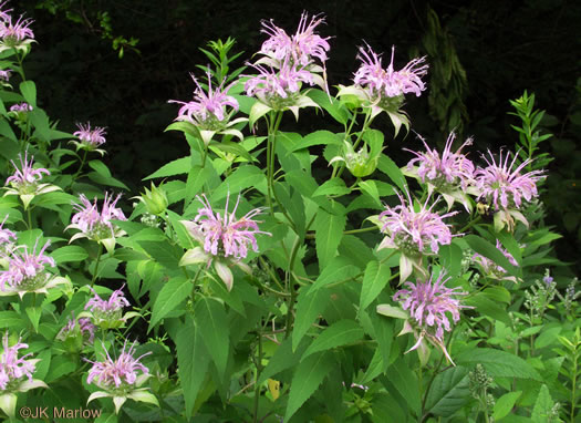 image of Monarda fistulosa +, Wild Bergamot