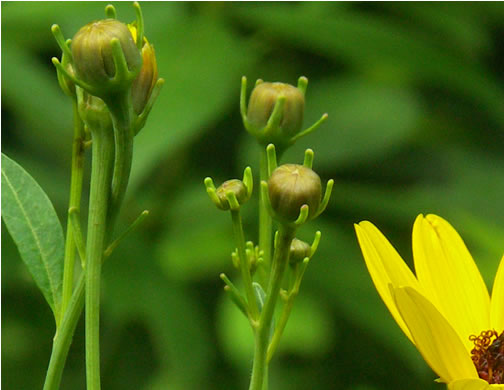 Coreopsis tripteris, Tall Coreopsis, Tall Tickseed, Threeleaf Tickseed