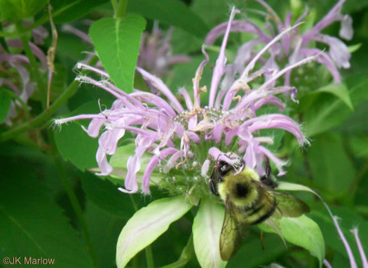 image of Monarda fistulosa +, Wild Bergamot