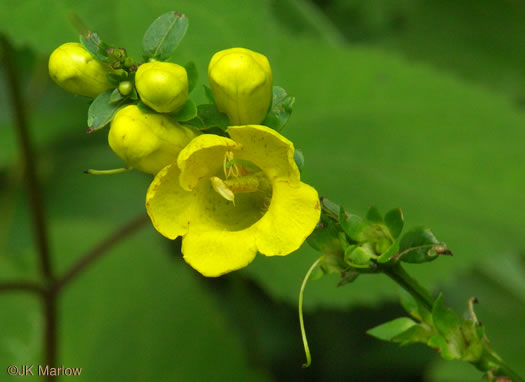 image of Aureolaria levigata, Appalachian Oak-leach, Smooth False Foxglove, Entireleaf Yellow False Foxglove