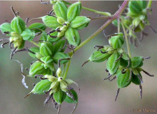 Thalictrum pubescens, Common Tall Meadowrue, King-of-the-meadow, Late Meadowrue