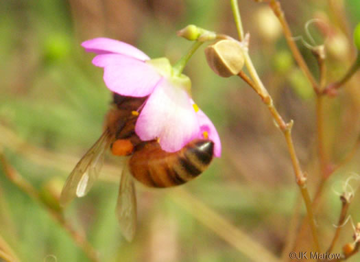 image of Phemeranthus teretifolius, Appalachian Fameflower, Appalachian Rock-pink, Rock Portulaca, Quill Fameflower