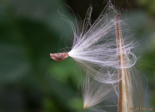 image of Asclepias tuberosa var. tuberosa, Butterfly Milkweed, Eastern Butterflyweed, Pleurisy Root, Wind Root