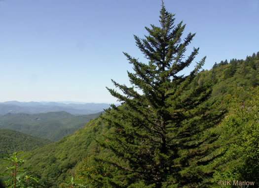 image of Picea rubens, Red Spruce, He Balsam