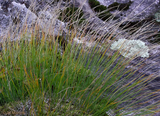 image of Trichophorum cespitosum, Deerhair Bulrush, Deergrass, Tufted Bulrush