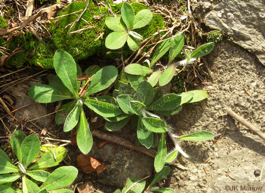 image of Pilosella officinarum, Mouse-ear Hawkweed