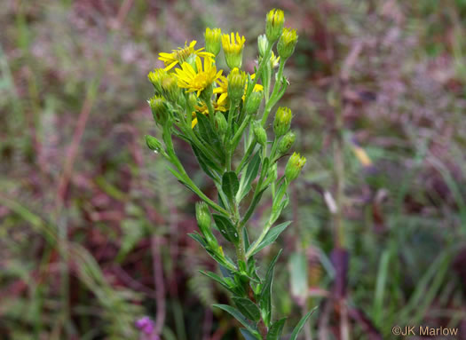 image of Chrysopsis mariana, Maryland Goldenaster