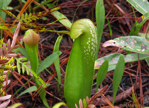 image of Sarracenia minor var. minor, Hooded Pitcherplant