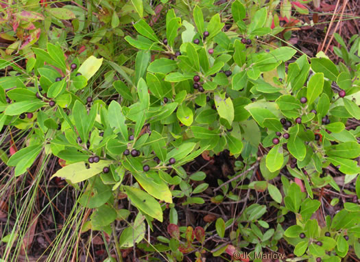 image of Ilex glabra, Inkberry, Bitter Gallberry, Little Gallberry