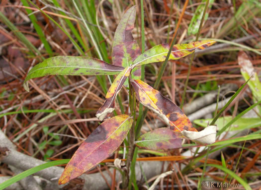 image of Pterocaulon pycnostachyum, Black Snakeroot, Dense-spike Blackroot, Pineland Wingstem