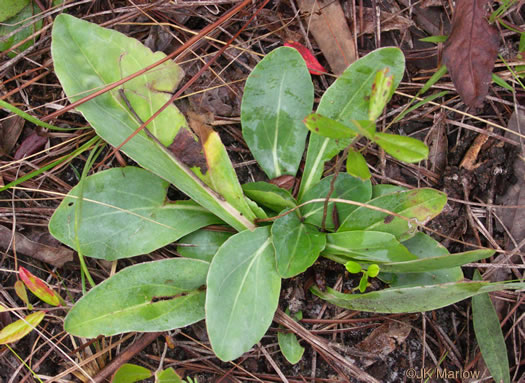 image of Trilisa odoratissima, Vanilla-leaf, Deer's-tongue, Pineland Purple