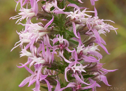 image of Liatris elegans var. elegans, Common Elegant Blazing-star