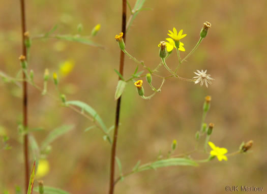 Croptilon divaricatum, Scratch-daisy, Goldenweed, Slender Scratch-daisy