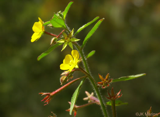 image of Ludwigia leptocarpa, Water-willow, Primrose Willow, Anglestem Primrose-willow