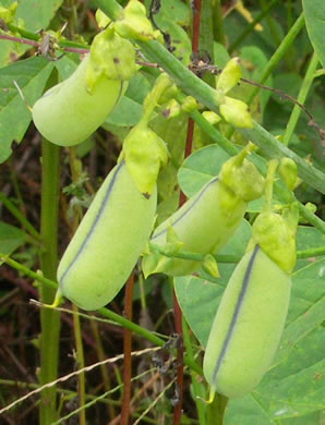 legume