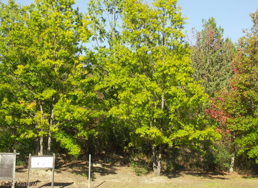 image of Quercus acutissima, Sawtooth Oak