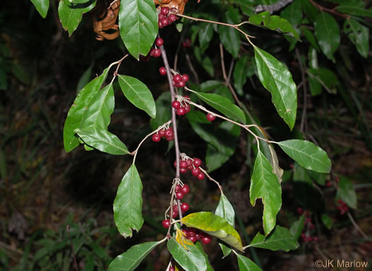 image of Elaeagnus umbellata, Autumn-olive, Spring Silverberry, Oriental Silverleaf