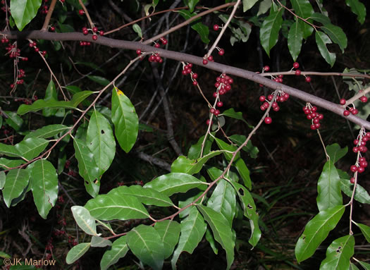 image of Elaeagnus umbellata, Autumn-olive, Spring Silverberry, Oriental Silverleaf