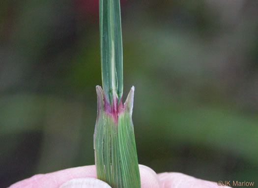 image of Sorghastrum nutans, Yellow Indiangrass, Prairie Indiangrass