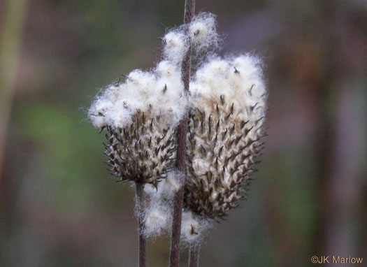 image of Anemone virginiana var. virginiana, Thimbleweed, Tall Thimbleweed, Tall Anemone